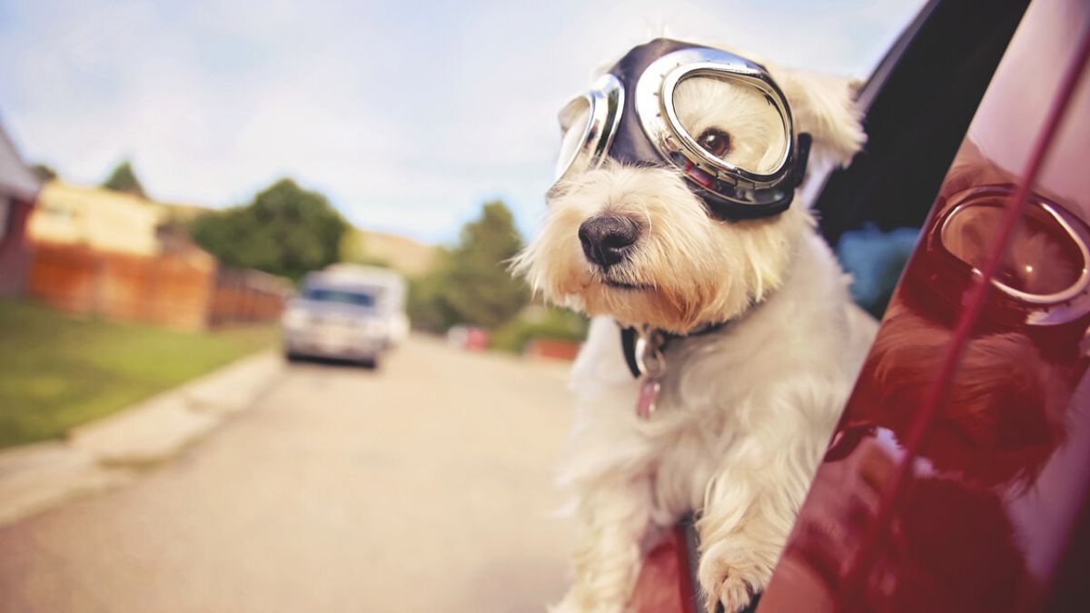 Cómo Viajar Correctamente Con Mi Perro En El Coche | Carwow