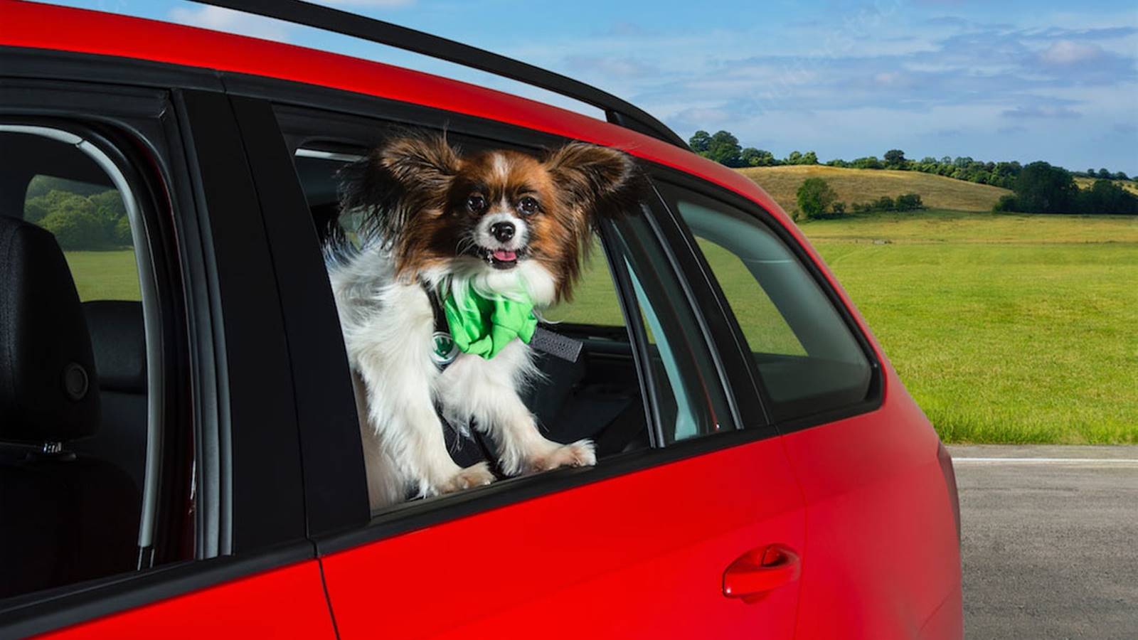 Los mejores coches para viajar con perros